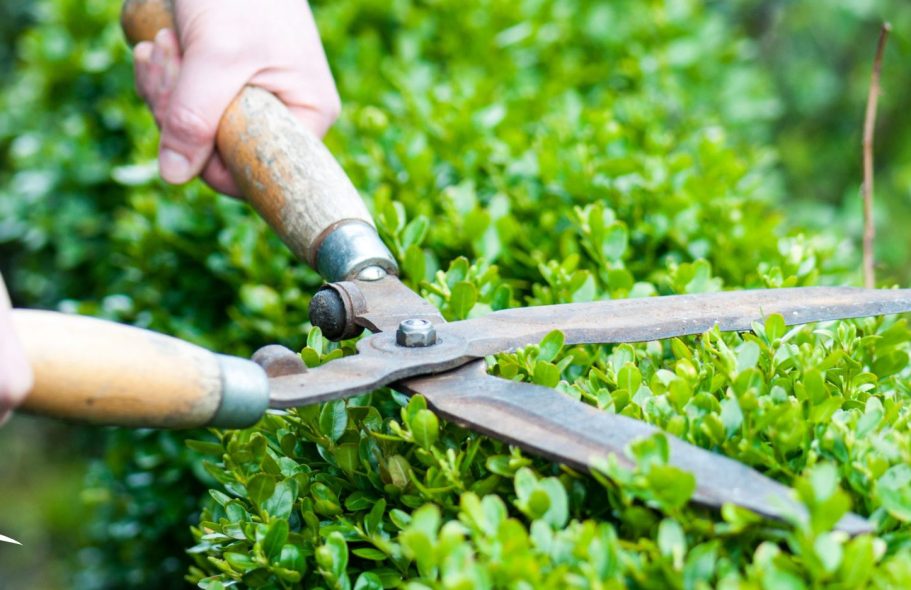 Eine Person schneidet mit einer Schere einen grünen Buchsbaum.